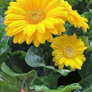 Meet your Posher, Sonali